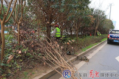 县园林绿化所扎实开展绿化养护工作 全面提升城市绿化品质