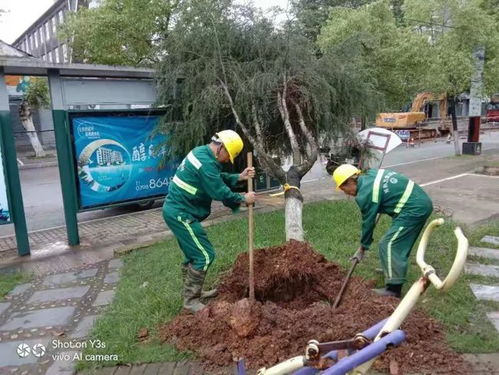 市园林局扎实做好夏季园林绿化养护工作，提升城市绿化服务品质