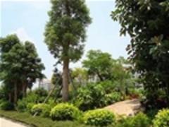 武汉绿化公司哪家好？众芳园艺专业园林绿化养护，一站式服务更省心